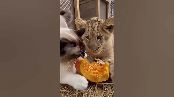 Watch the video about Bossy Ragdoll Cat Steals Pumpkin from Lion Cub! 🎃😠 #cat #lion