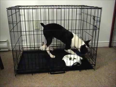 Boston Terrier Escapes In 45 Seconds Mack Houdini You Boston Terrier Escapes In 45 Seconds