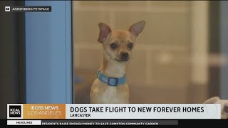 Dogs take flight to new forever homes