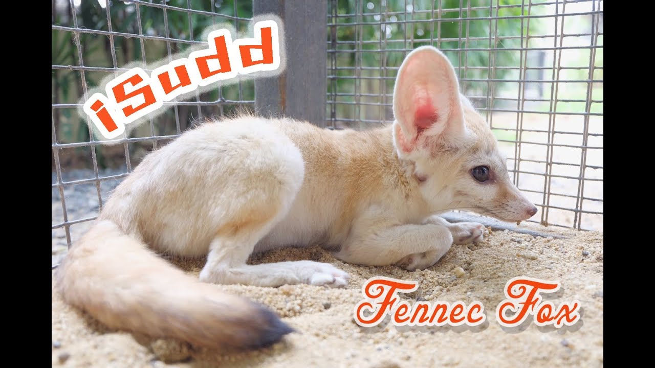 WTF!? (What the fox) -Fennec Fox-