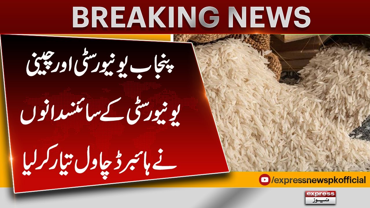 Scientists from Punjab and Chinese Universities Develop Hybrid Rice Variety | Breaking News