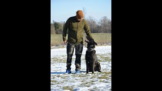 Training REAL AGGRESSIVE Dogs