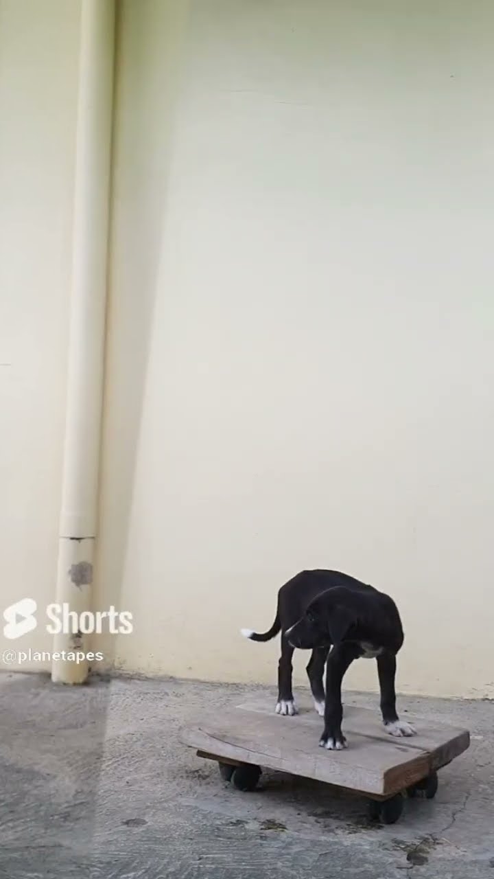 Where Does A Cute Puppy Come From #shortvideo #entertainment