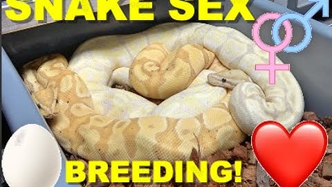 Mind Blowing Pairings And Locks Breeding Ball Pythons
