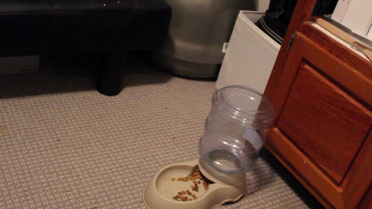 Soap Free Procyon Spot cleaner review