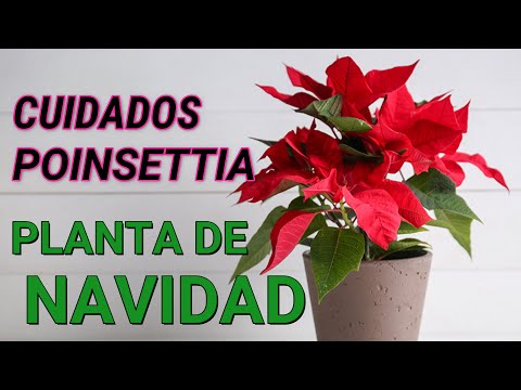 Video: Poinsettia (cuidado y reproducción)