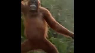 Orang utan menari