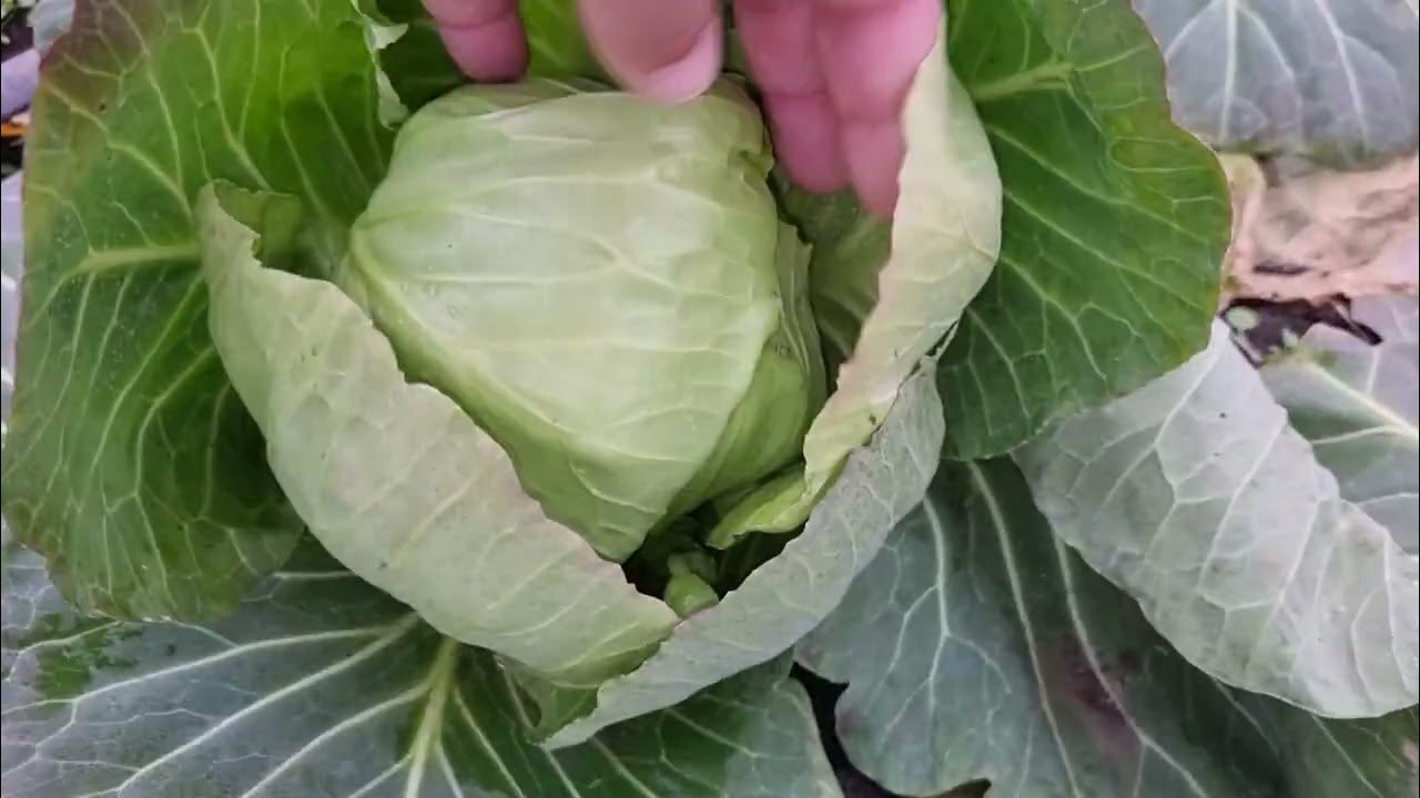 Выращивание белокочанной капусты Грин Флеш зимой в не отапливаемых ...