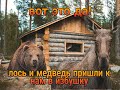 Вот это да лось и медведь пришли к нам в избушку