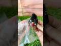 Review barong celeng mini #miniature #review #barongan #barongbali #celeng #barongbangkung