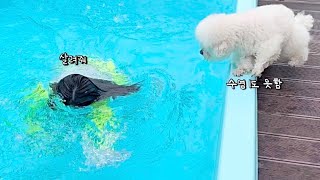 The puppy jumped into the water as the baby fell into the water