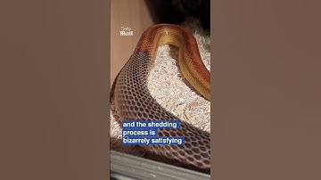 Snake’s skin-shedding is oddly satisfying