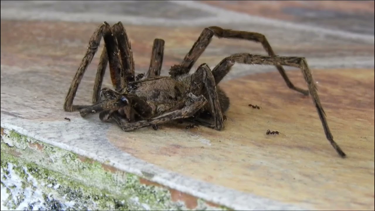 Explore Nature Now Nature Documentaries Wild ANIMAL Recycling Spider Tarantula ANTS Recycling Team 