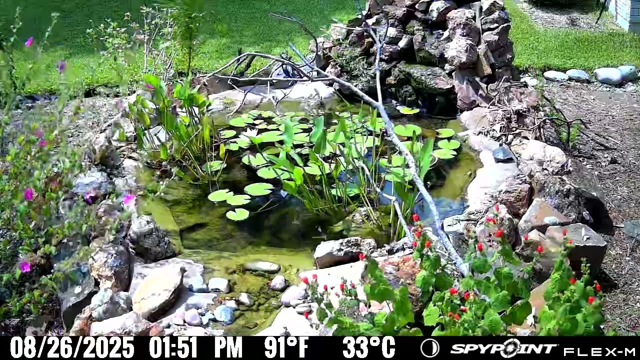 TinaTheTurtle Doing the Hokey Pokey