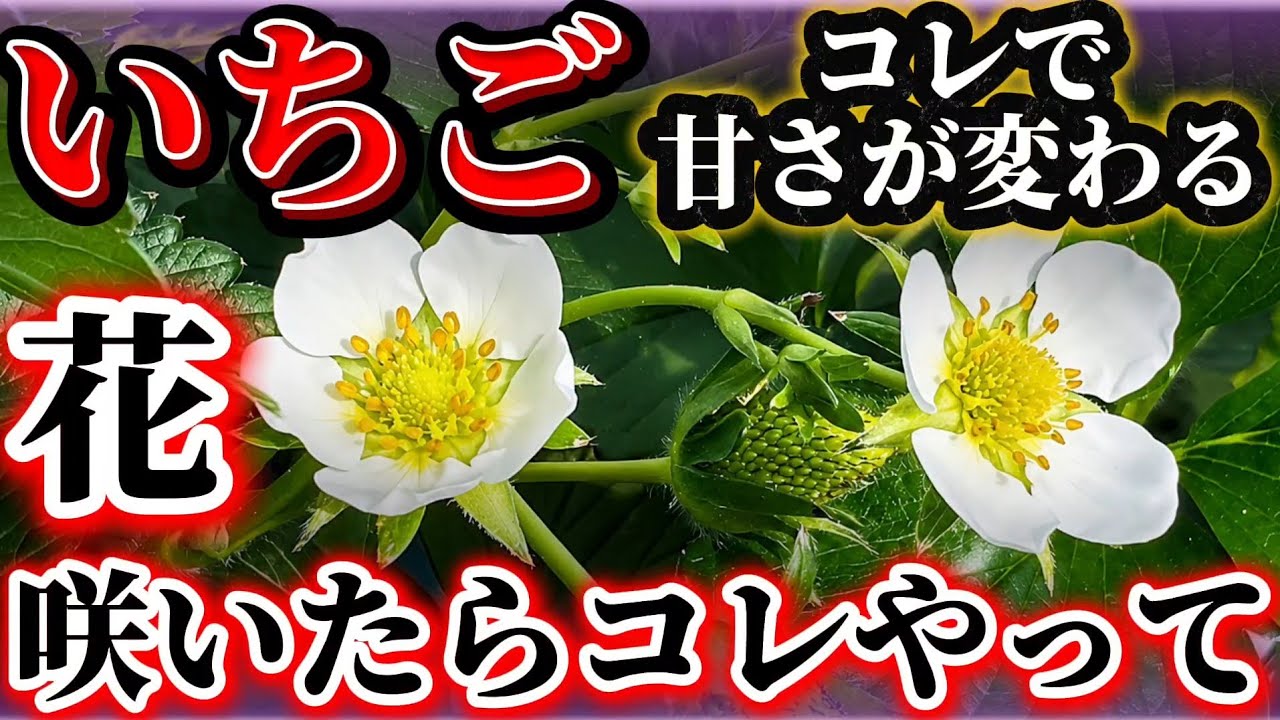 Strawberry Growing] These Are the 5 Must-Do Tasks Once Flowers 