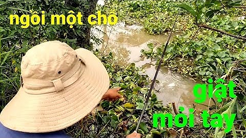 câu cá rô đồng, trúng đậm bầy cá quấn ổ ngay chân cầu @TAMCARO