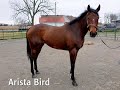 Arista bird  thoroughbred mare sold by bits  bytes farm