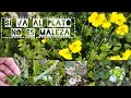 No es llegar y sacar todo. Dejá un acolchado vivo de plantas silvestres comestibles o medicinales.