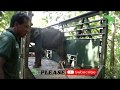 wounded baby elephant captured by wildlife officers !