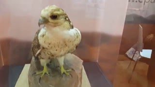 Saker Falcon, Golden Eagle and Kestrel in Sharjah صقر الغزال والعقاب الذهبي والعوسق الشارقة