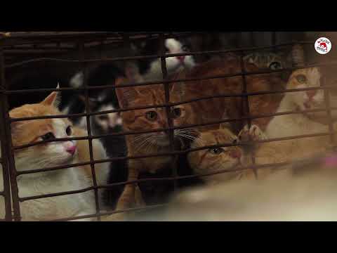 Vidéo: Où mange-t-on des chats : dans quel pays européen et pourquoi ?