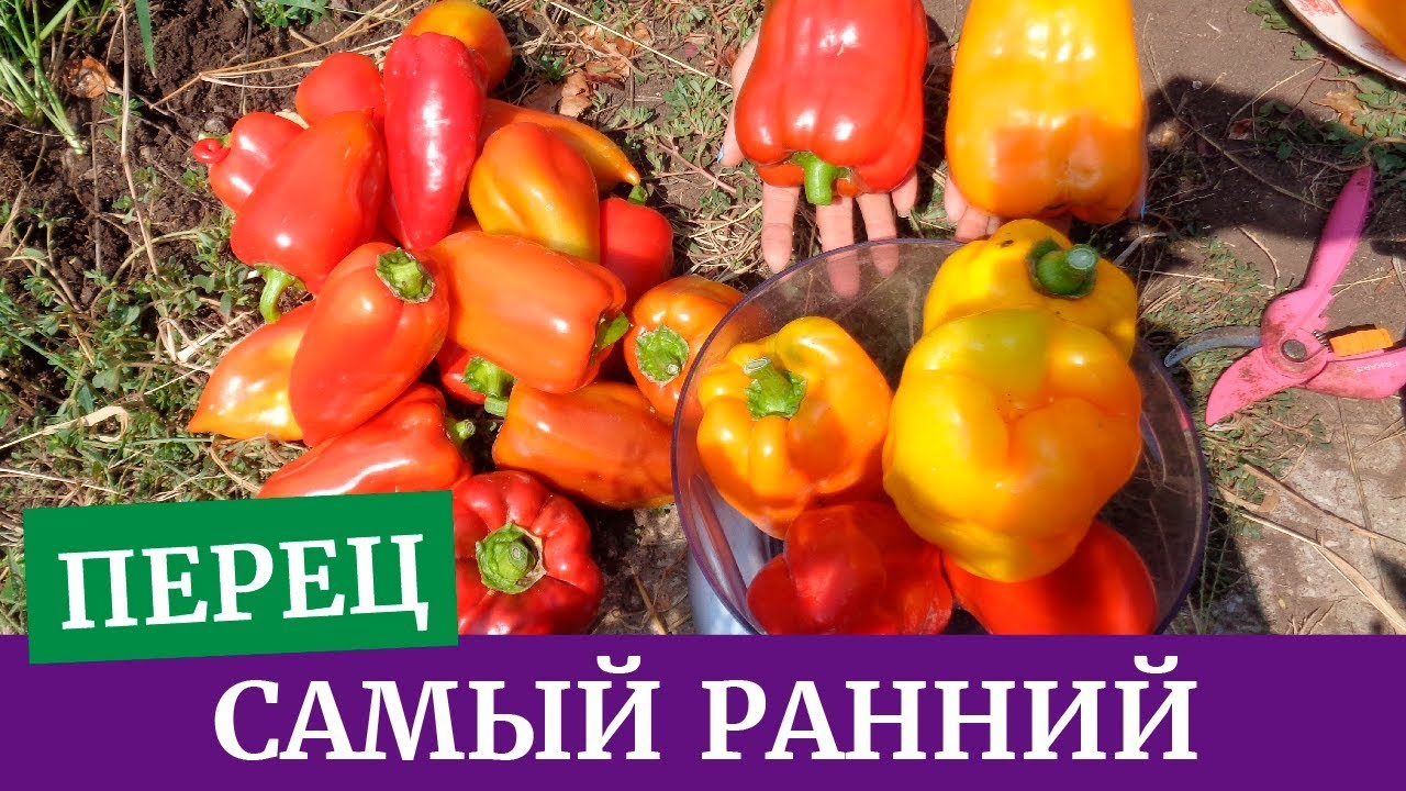 Ранний перец Ранний перец