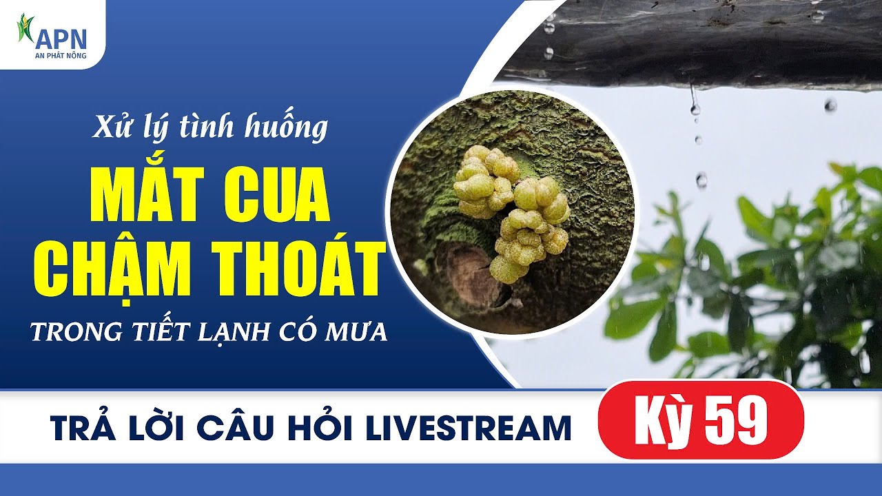 APN - XỬ LÝ TÌNH HUỐNG MẮT CUA CHẬM THOÁT - TRẢ LỜI CÂU HỎI LIVESTREAM KỲ 59