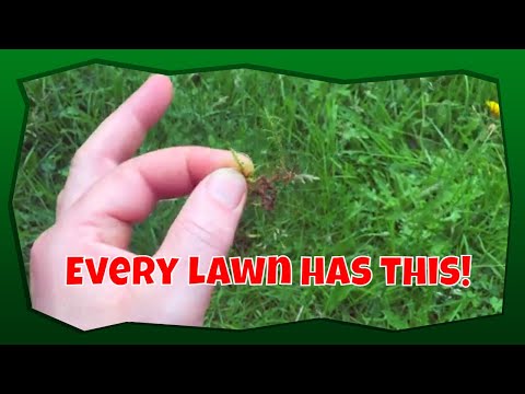 Identifying moss in your lawn