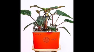 Máy lọc không khí sinh học - AIRemedy