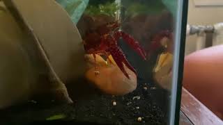 Larry Feeding Time Larry Feeding The Fish