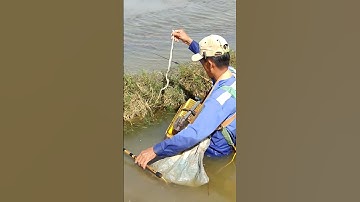 xiệt chuột đồng chuẩn bị xạ gặp rắn hổ ngựa quá đã