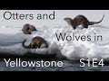 Otters and wolves in yellowstone    behind the lens    s1e4   inspire wild media