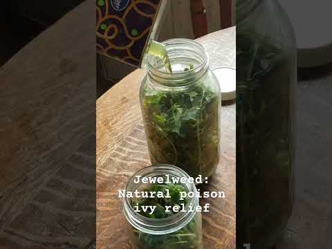 Video: Jewelweed augu kopšana - padomi savvaļas jewelweed Impatiens audzēšanai