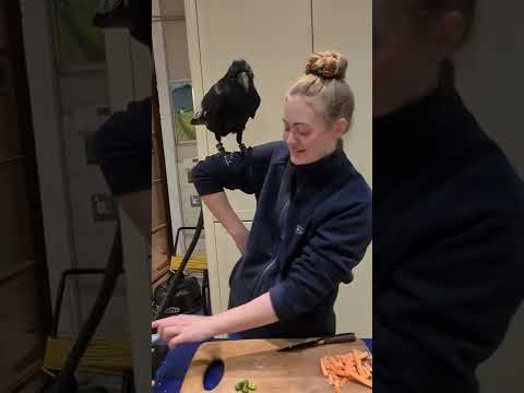 Riot the Raven, our Sous Chef. Cooking curry!