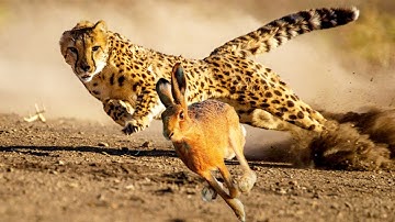What Makes Cheetah The Fastest Animal On Earth