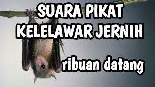 SUARA PIKAT KELELAWAR JERNIH || AMPUH || RIBUAN DATANG || TERJEBAK!!!!!!