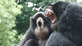 Brave ♂, Heart ♀ and Chacha ♀. Circumstances of monogamy　Chiba City Zoo / Siamang