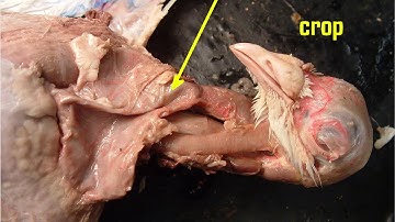 avian digestive system