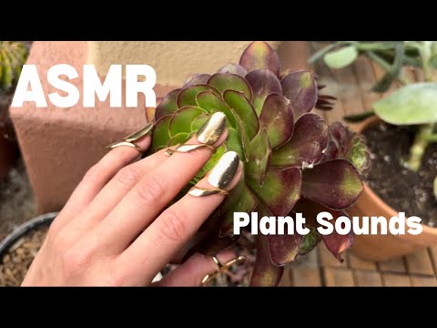 Patio Plant Therapy🪴 | ASMR | No Talking