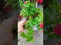 çiçek çoşturan sakız sardunya #garden #viral #flowers #flower #flowers #çiçek #çiçekbakımı #kalanşo