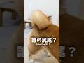 誰の尻尾かわかるかな！？ #Shorts #shortvideo