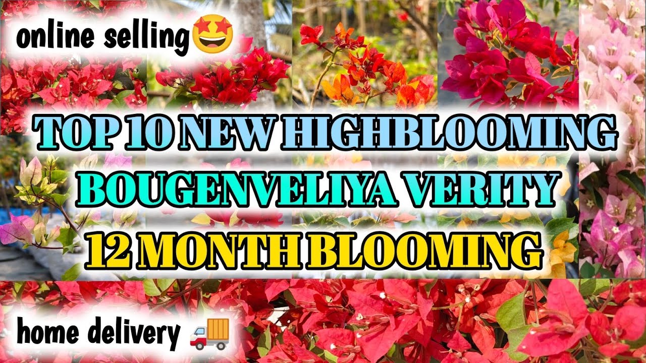 TOP10 TRENDING NEW HIGHBLOOMING BOUGENVELIYA VERITY🥳🔥|ALL INDIA HOME DELIVERY🚚|BOUGENVELIYA PLATFORM