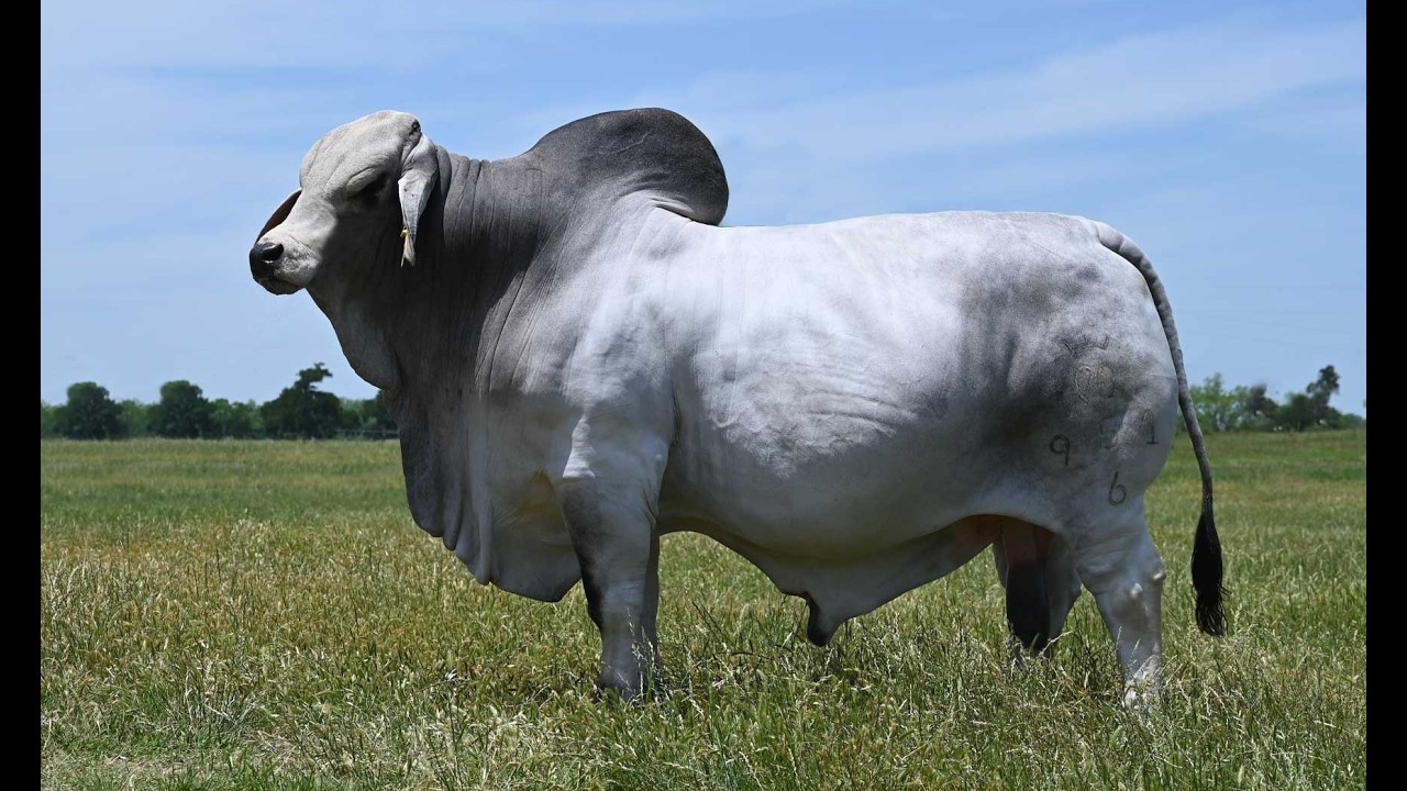 P382 Río Ranch, de 189 vacas Brahman a 2 mil, en 4 años.