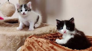 Funny and cute kittens 5. Collection. Mini kittens. Part 5. 2024.