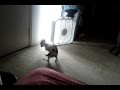 Dog humps his favorite toy