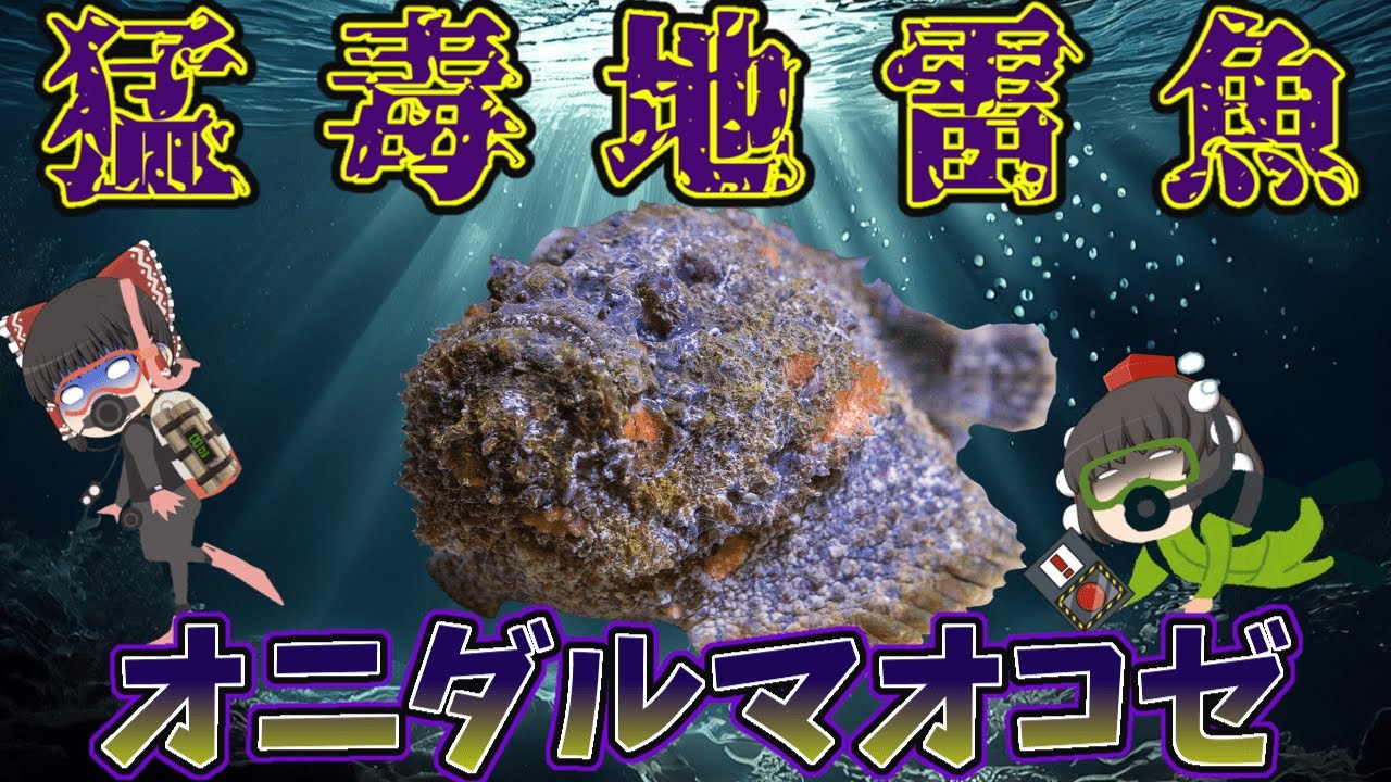 【ゆっくり解説】猛毒地雷魚！オニダルマオコゼ