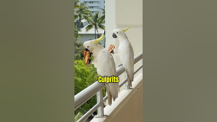 They ordered pizza but got robbed by birds 🍕