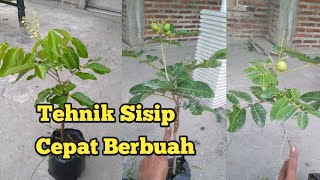 Cara mudah membuat bibit kelengkeng cepat berbuah