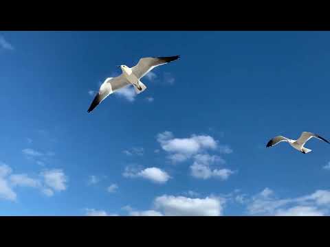Атлантический Океан в Майами | Шум Волн, Чайки