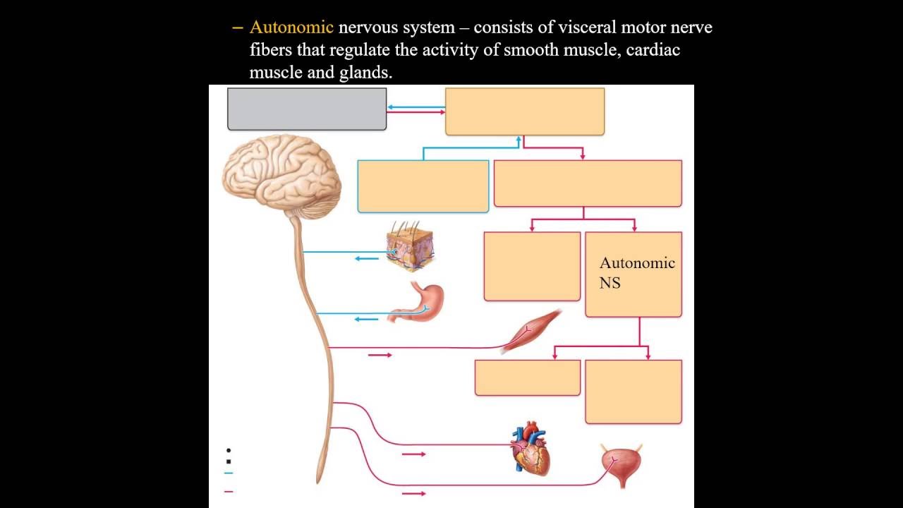 Nervous System Basics - YouTube